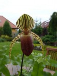 Paph. rothschildianum x supardii.JPG