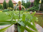 Paph. rothschildianum x supardii2.JPG