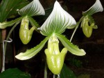 2949-paphiopedilum-maudiae.jpg