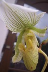 paph..jpg