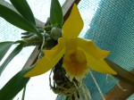 Encyclia citrina 2.JPG