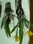 Encyclia citrina - rostliny.JPG