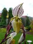 Paph. roebelenii.JPG