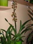 Oncidium1.JPG