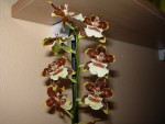 Oncidium2.JPG