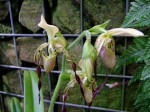 Paphiopedilum parishii.jpg