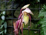 Paphiopedilum philippinense var. roebelenii.jpg