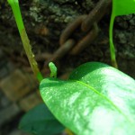 Anthurium scandens var. pumila-květ.jpg