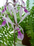 Encyclia adenocaula.JPG