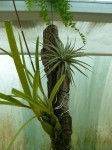 Encyclia adenocaula - rostlina.JPG