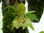 Coelogyne schilleriana1.JPG