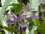 Dendrobium victoria-reginae B.JPG