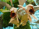 Coelogyne xyrekes A.JPG