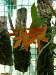 Dendrobium unicum.JPG