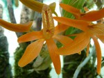 Dendrobium unicum2.JPG