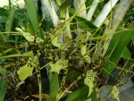 Brassia longissima.jpg