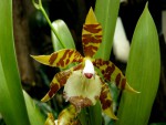 Odontoglossum spectatissimum.jpg