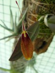 Restrepia sp.1.JPG