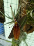 Restrepia sp.2.JPG