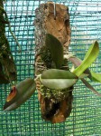 Restrepia sp.-rostlina.JPG