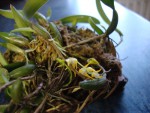 bulbophyllum odoratissimum.jpg