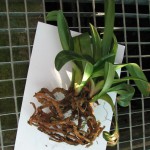 Paph.White Mica.jpg