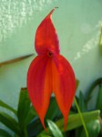 Masdevallia veitchiana.JPG