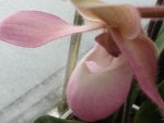 paphiopedilum květ..jpg