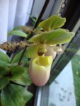 paphiopedilum květ.jpg