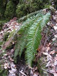 Polystichum aculeatum - Pustý žleb.JPG