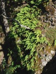 Polypodium vulgare - Krkatá baba.JPG