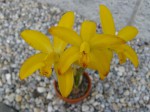 Laelia briegerii.JPG