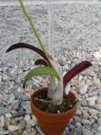 Laelia sanguiloba-rostlina.JPG