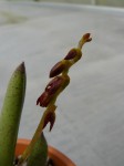 Pleurothallis teres.JPG