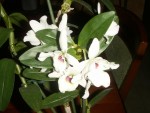 PICT0038.JPG