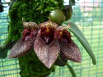 Bulbophyllum frostii.JPG