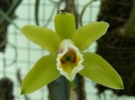 Cattleya luteola.JPG