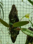 Cattleya luteola-rostlina.JPG