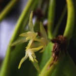 Pleurothallis obovata.JPG