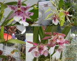 orchideje 2011 srpen.jpg