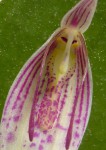 Restrepia aristulifera 01.JPG