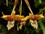 Stanhopea hernandezii.jpg