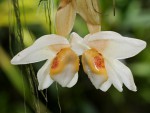 Stanhopea ecornuta.jpg