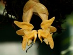 Stanhopea annulata I..jpg