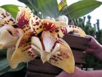 Stanhopea tigrina.JPG