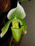 paphiopedilum Maudiae 3.JPG