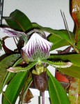 Paphiopedilum Maudiae.JPG