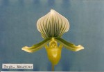 Paph. Maudiae.JPG