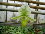 Paph. Maudiae.JPG