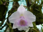 Laelia alaorii3.JPG